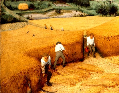 Wheat Harvesting